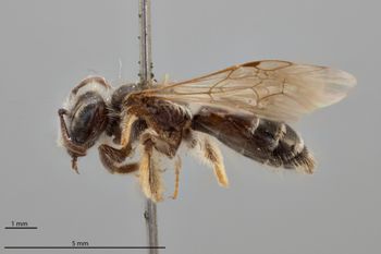 Media type: image;   Entomology 771282 Aspect: habitus lateral view